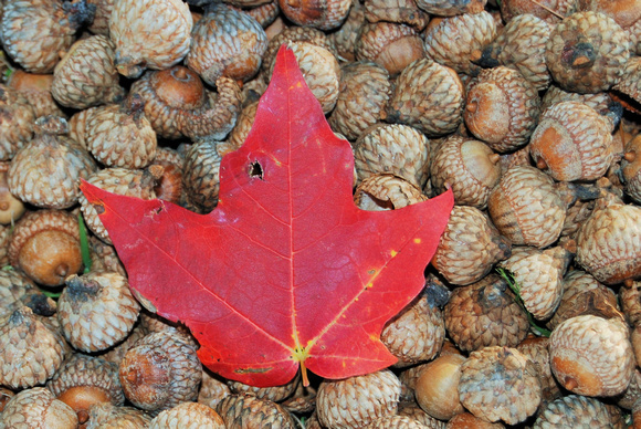 Single Red Leaf