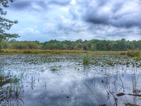 Black Run Preserve - Pine Barrens Tribune Article